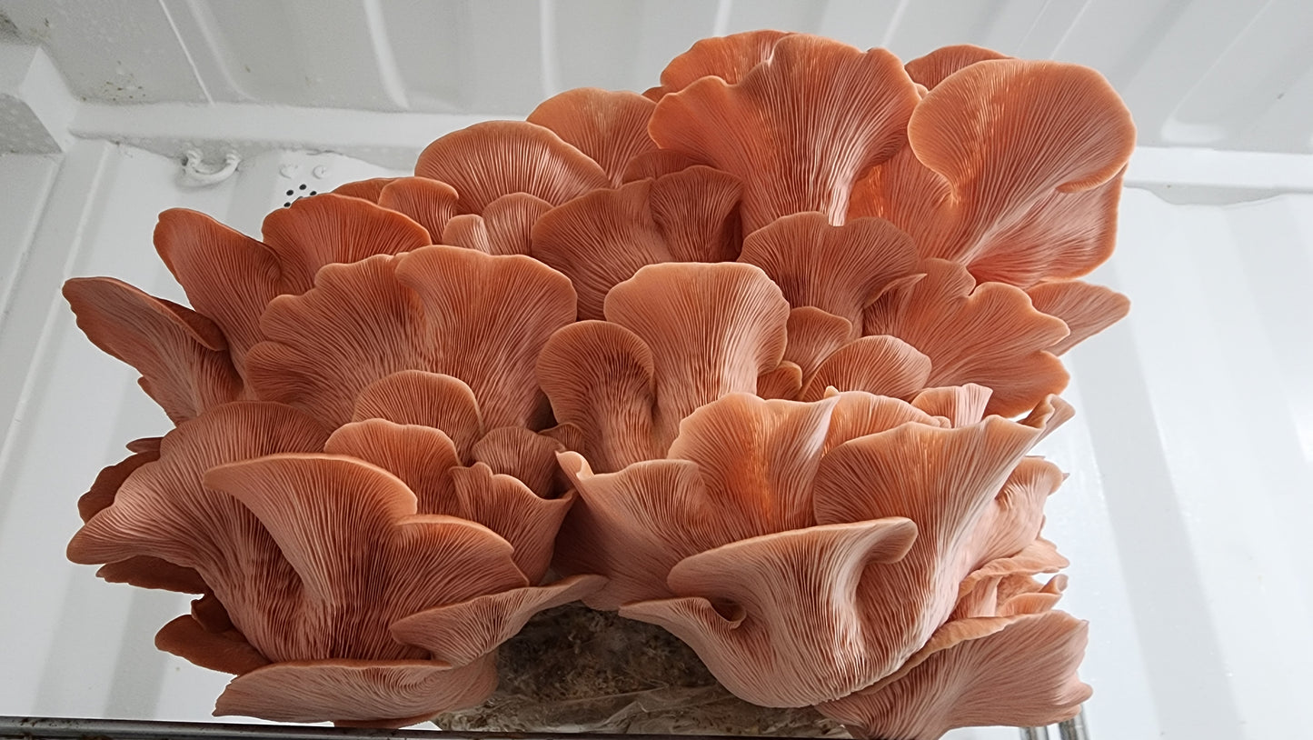 6lb Mushroom Grow Kit - Pink Oyster