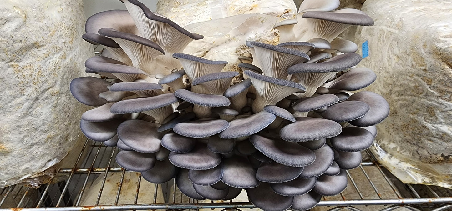 6lb Mushroom Grow Kit - Blue Oyster