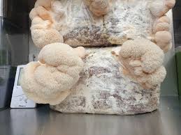 6lb Mushroom Grow Kit - Lion's Mane