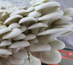 6lb Mushroom Grow Kit - White Oyster