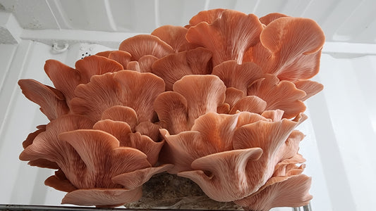 10lb Mushroom Grow Kit - Pink Oyster