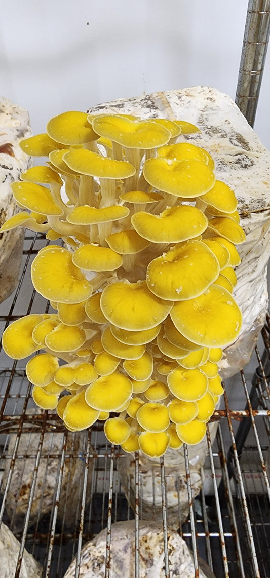 10lb Mushroom Grow Kit - Golden Oyster