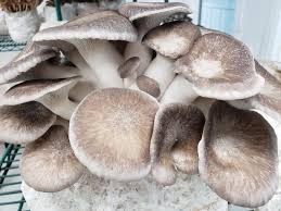 6lb Mushroom Grow Kit - Black Pearl